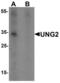 Uracil DNA Glycosylase antibody, LS-B10107, Lifespan Biosciences, Western Blot image 