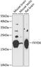 FXYD Domain Containing Ion Transport Regulator 6 antibody, 15-491, ProSci, Western Blot image 