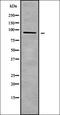 Spliceosome Associated Factor 1, Recruiter Of U4/U6.U5 Tri-SnRNP antibody, orb338774, Biorbyt, Western Blot image 