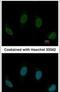 TPR repeat-containing protein C10orf93 antibody, PA5-31570, Invitrogen Antibodies, Immunofluorescence image 