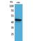 CD1e Molecule antibody, LS-C386997, Lifespan Biosciences, Western Blot image 