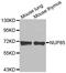 Nucleoporin 85 antibody, MBS129624, MyBioSource, Western Blot image 