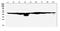 Fumarate Hydratase antibody, A02097, Boster Biological Technology, Western Blot image 