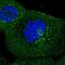 Interferon Induced Protein With Tetratricopeptide Repeats 5 antibody, NBP2-56869, Novus Biologicals, Immunocytochemistry image 