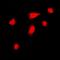 Eukaryotic Translation Initiation Factor 3 Subunit D antibody, orb78259, Biorbyt, Immunofluorescence image 