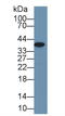 Arginase 2 antibody, LS-C292937, Lifespan Biosciences, Western Blot image 