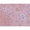 Family With Sequence Similarity 120A antibody, LS-C108572, Lifespan Biosciences, Immunohistochemistry paraffin image 