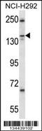 Kinesin Family Member 16B antibody, MBS9203744, MyBioSource, Western Blot image 