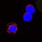 Fas Ligand antibody, AF1858, R&D Systems, Immunofluorescence image 