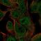 Protocadherin Gamma Subfamily A, 2 antibody, NBP2-68580, Novus Biologicals, Immunofluorescence image 