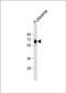 Folylpolyglutamate Synthase antibody, PA5-72507, Invitrogen Antibodies, Western Blot image 