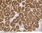 Transcription Factor Dp-2 antibody, 101770-T40, Sino Biological, Immunohistochemistry frozen image 