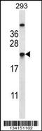 KIAA0120 antibody, 57-455, ProSci, Western Blot image 