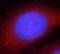 Heat Shock Protein Family A (Hsp70) Member 5 antibody, FNab03662, FineTest, Immunofluorescence image 