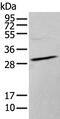 Homeobox protein Hox-C9 antibody, PA5-67618, Invitrogen Antibodies, Western Blot image 