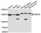 Ubiquitination Factor E4A antibody, A3354, ABclonal Technology, Western Blot image 