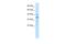 Proline Rich 7, Synaptic antibody, A13414, Boster Biological Technology, Western Blot image 