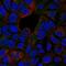 TNF Receptor Superfamily Member 1B antibody, 38-123, ProSci, Immunofluorescence image 