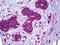 Zinc Finger Protein 654 antibody, 51-996, ProSci, Immunohistochemistry frozen image 