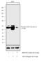 Glycogen Synthase Kinase 3 Beta antibody, MA5-14873, Invitrogen Antibodies, Western Blot image 