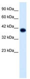 Transcription factor AP-4 antibody, TA334018, Origene, Western Blot image 