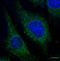 Insulin Like Growth Factor 2 MRNA Binding Protein 3 antibody, orb373231, Biorbyt, Immunofluorescence image 