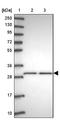 Beta-1,3-Glucuronyltransferase 3 antibody, NBP2-33611, Novus Biologicals, Western Blot image 