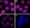 H2A Histone Family Member X antibody, 600203, BioLegend, Immunocytochemistry image 