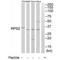 Ribosomal Protein S2 antibody, A03548, Boster Biological Technology, Western Blot image 