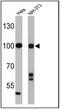 Clock Circadian Regulator antibody, PA1-520, Invitrogen Antibodies, Western Blot image 