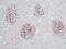 Fibroblast Growth Factor 1 antibody, XP-5136, ProSci, Immunohistochemistry frozen image 