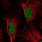 DNA Damage Inducible Transcript 3 antibody, NBP2-58505, Novus Biologicals, Immunofluorescence image 