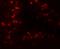 Cereblon antibody, LS-B12114, Lifespan Biosciences, Immunofluorescence image 