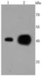 ATP Synthase F1 Subunit Alpha antibody, NBP2-67170, Novus Biologicals, Western Blot image 