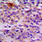 Arrestin Domain Containing 4 antibody, LS-C354537, Lifespan Biosciences, Immunohistochemistry frozen image 