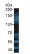 X-Ray Repair Cross Complementing 5 antibody, LS-C373094, Lifespan Biosciences, Western Blot image 