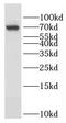 Glucocorticoid Modulatory Element Binding Protein 2 antibody, FNab03522, FineTest, Western Blot image 