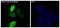 Firefly Luciferase antibody, MT0021-1, Boster Biological Technology, Immunofluorescence image 