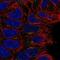 CD24 Molecule antibody, NBP2-68665, Novus Biologicals, Immunofluorescence image 