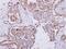 10 kDa heat shock protein, mitochondrial antibody, NBP2-16890, Novus Biologicals, Immunohistochemistry paraffin image 