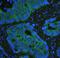 Cadherin 1 antibody, M00063-2, Boster Biological Technology, Immunofluorescence image 