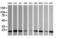 HRas Proto-Oncogene, GTPase antibody, M00114-1, Boster Biological Technology, Western Blot image 