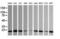 HRAS antibody, M00114-1, Boster Biological Technology, Western Blot image 