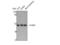 COP9 Signalosome Subunit 3 antibody, STJ92499, St John