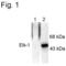 ETS Transcription Factor ELK1 antibody, PA1-4625, Invitrogen Antibodies, Western Blot image 