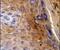 Keratin 10 antibody, PA5-13663, Invitrogen Antibodies, Immunohistochemistry frozen image 