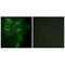 Tripartite Motif Containing 59 antibody, A07207, Boster Biological Technology, Immunofluorescence image 