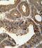Integrin Subunit Alpha 6 antibody, PA5-12334, Invitrogen Antibodies, Immunohistochemistry frozen image 