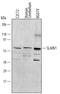 SLAIN Motif Family Member 1 antibody, AF5638, R&D Systems, Western Blot image 
