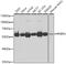 Peptidyl-prolyl cis-trans isomerase FKBP4 antibody, 19-774, ProSci, Western Blot image 